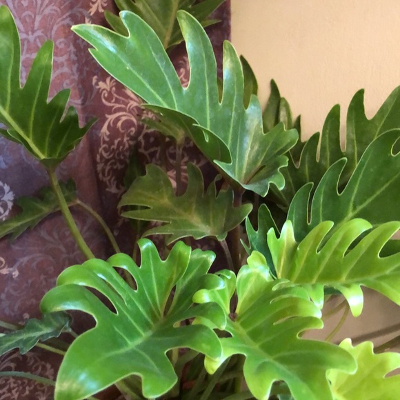 Meet your Posher, Sonya - Picture 13 of 14